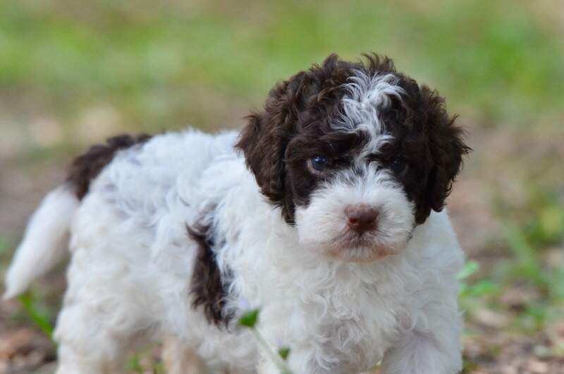 4 weeks