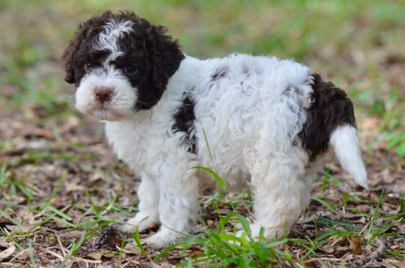 4 weeks
