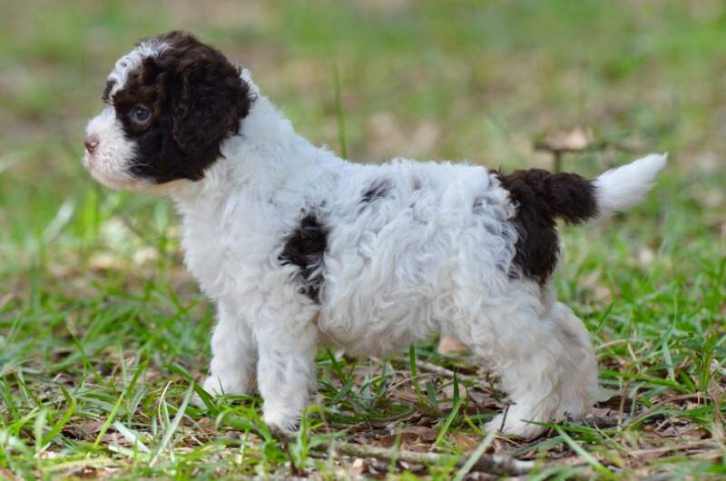 4 weeks