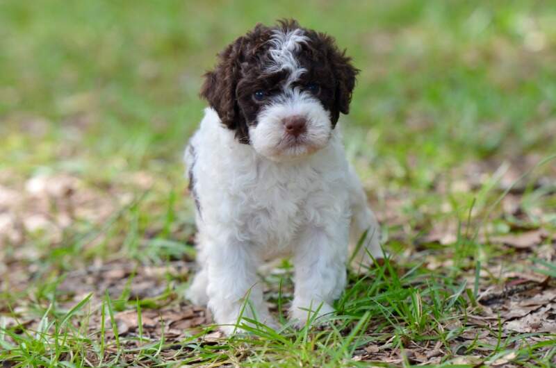 4 weeks