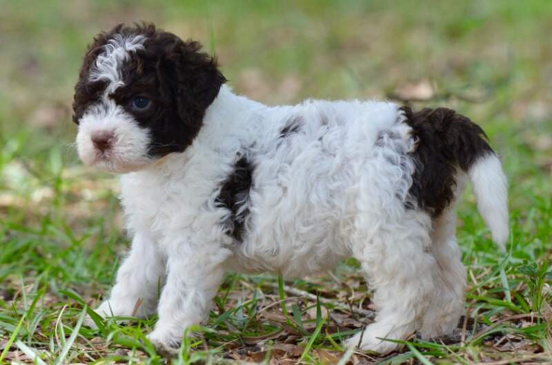4 weeks