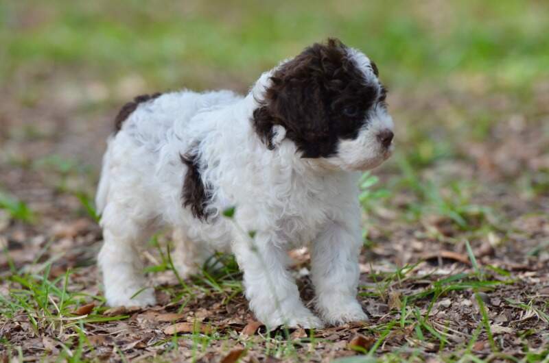 4 weeks