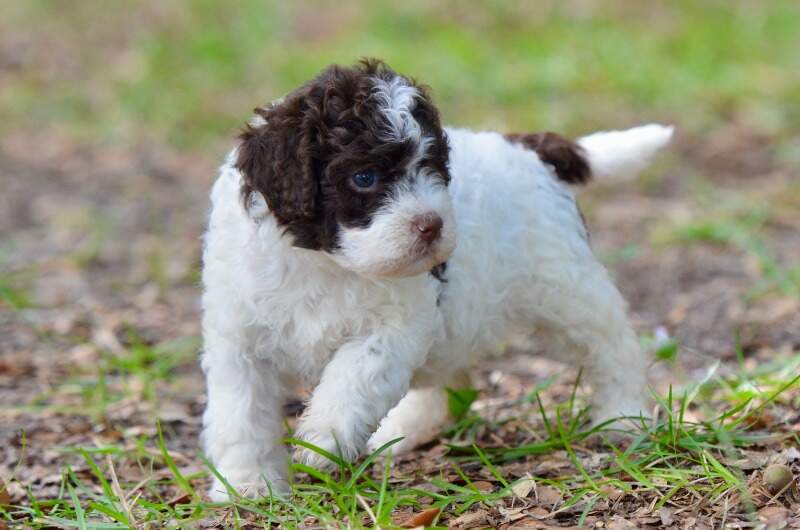 4 weeks