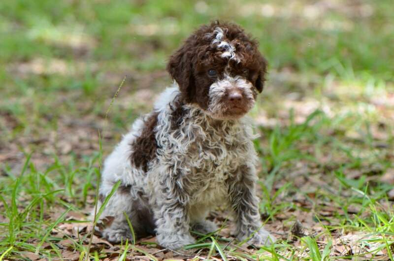 5 weeks