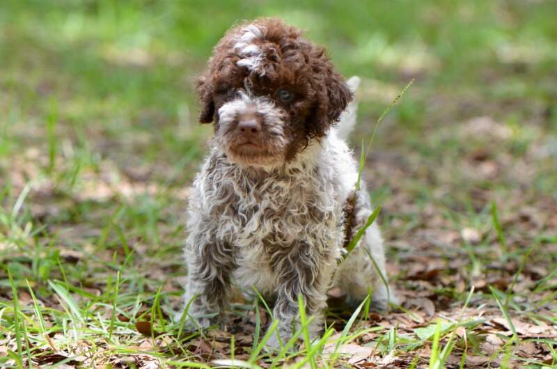 5 weeks
