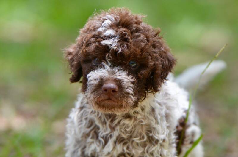 5 weeks