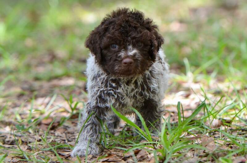 5 weeks
