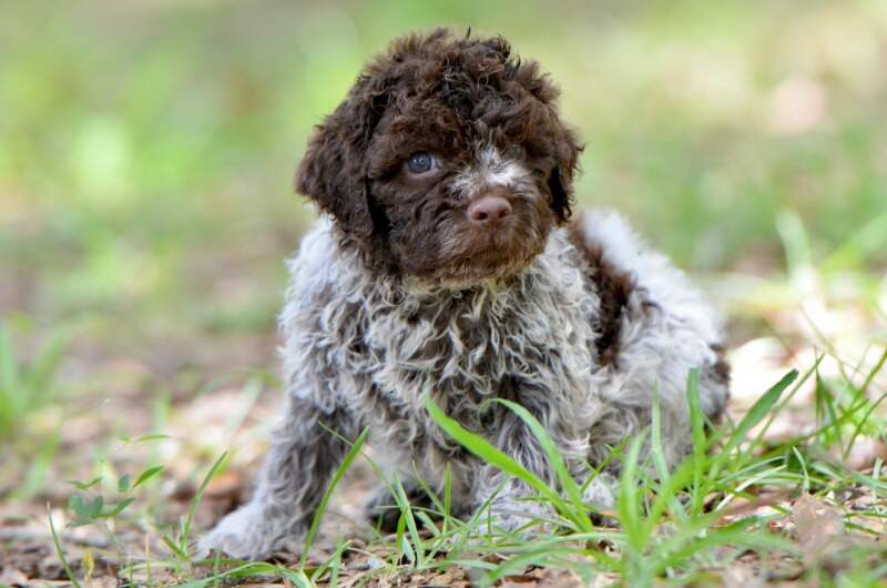 5 weeks