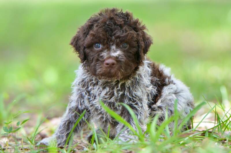 5 weeks