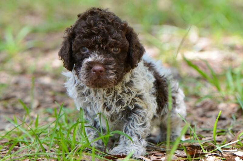 5 weeks