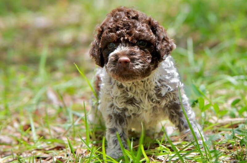 5 weeks