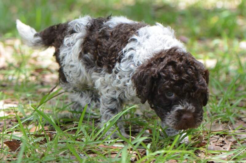 5 weeks
