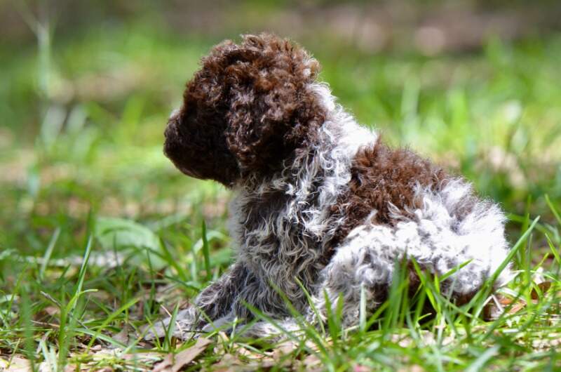 5 weeks