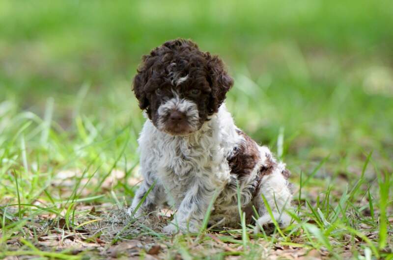5 weeks