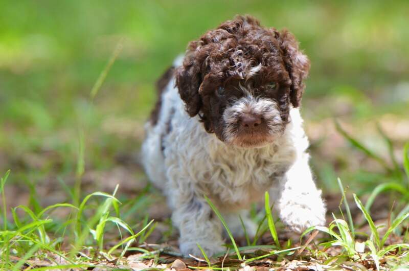 5 weeks