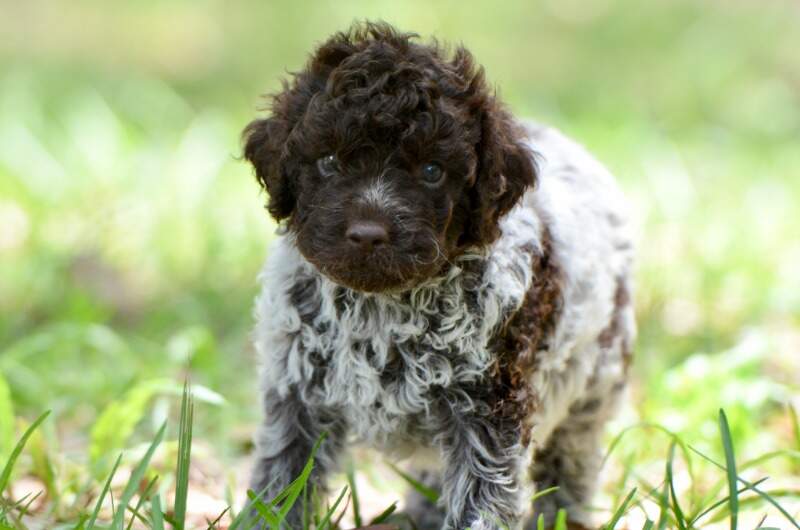 5 weeks