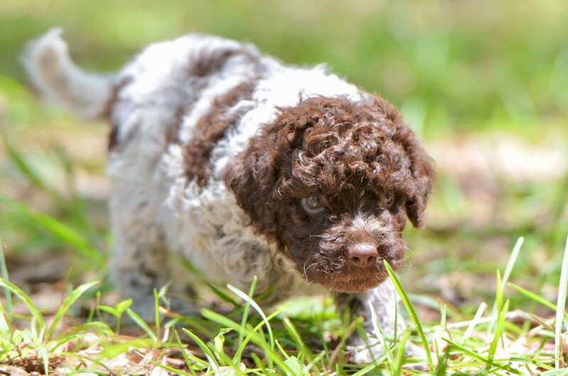 5 weeks