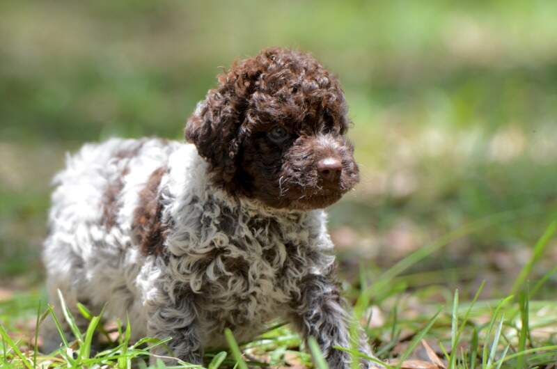 5 weeks