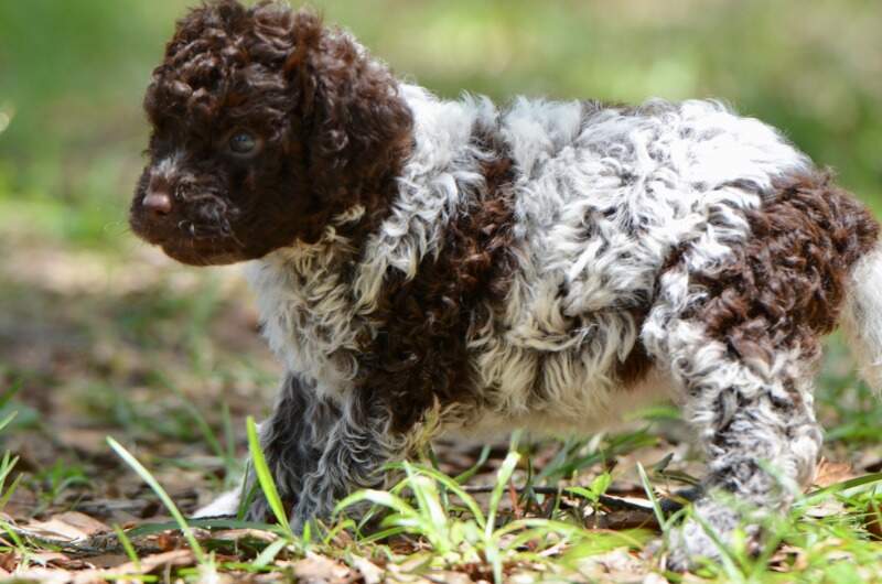 5 weeks