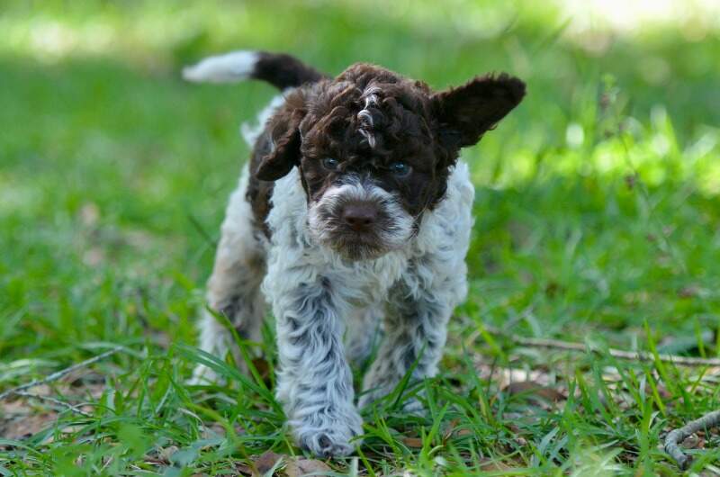 5 weeks
