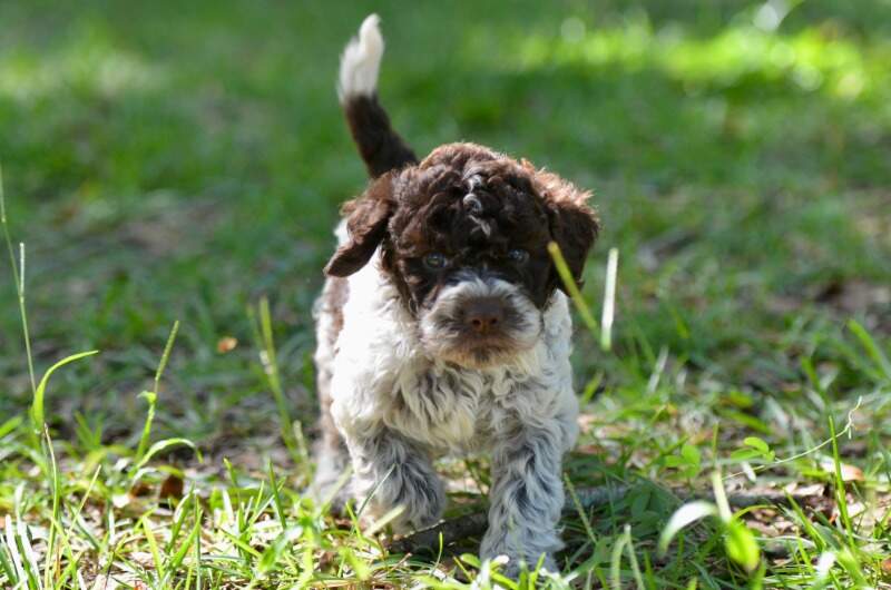 5 weeks