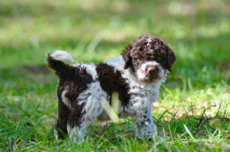 5 weeks
