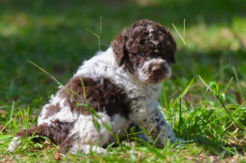 5 weeks