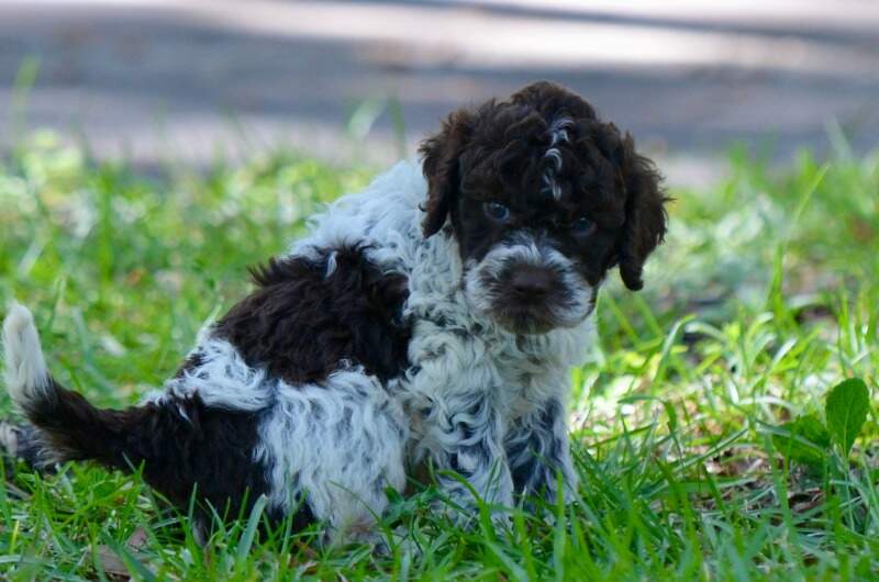 5 weeks