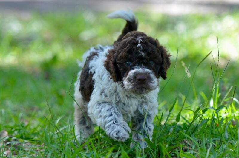 5 weeks