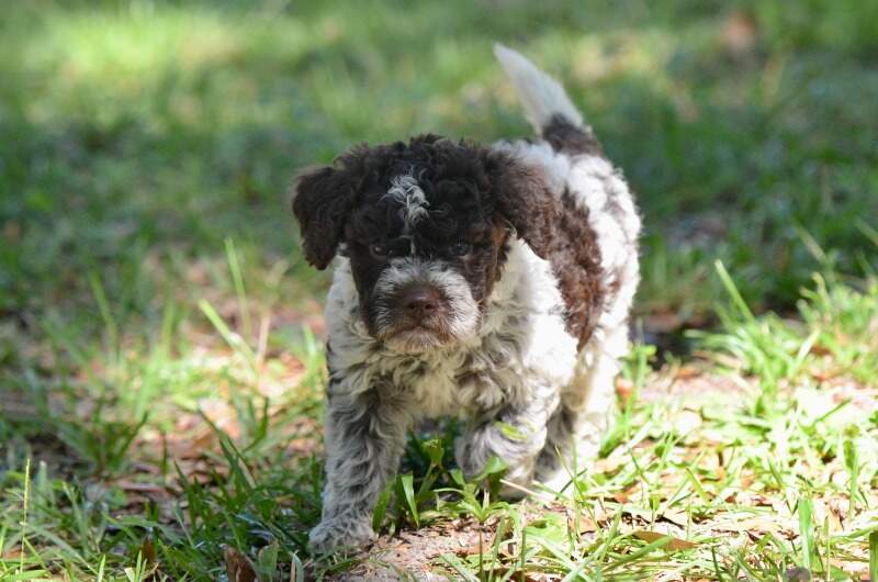 5 weeks