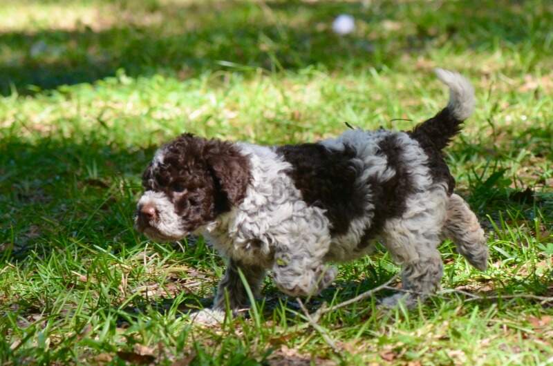 5 weeks