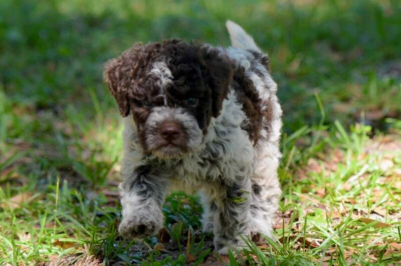 5 weeks