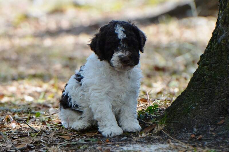 Lagotto Romagnolo puppy - Ancient City Fluffy Nougat