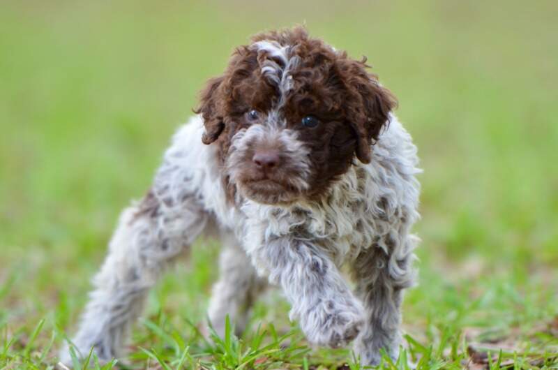 6 weeks
