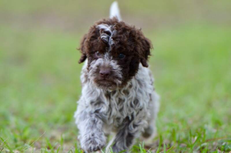 6 weeks