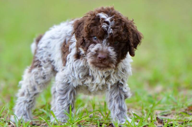 6 weeks