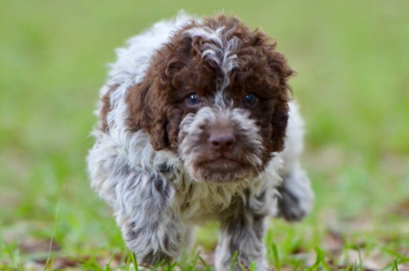 6 weeks