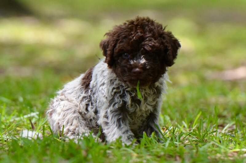 6 weeks