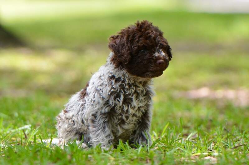 6 weeks