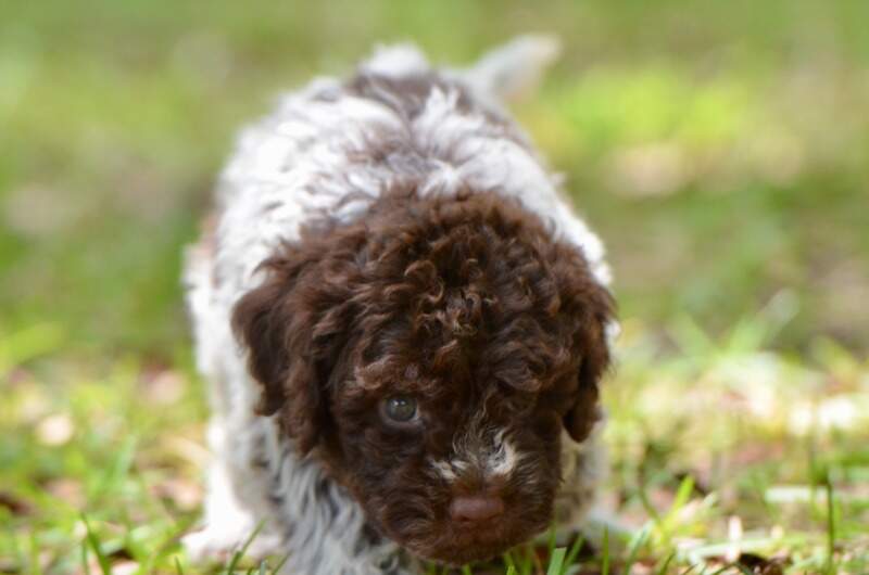 6 weeks