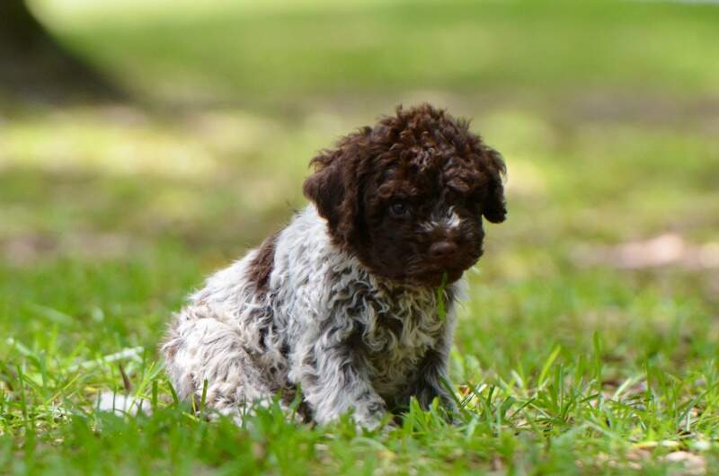 6 weeks