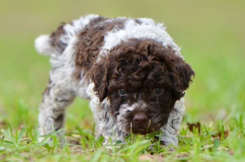 6 weeks