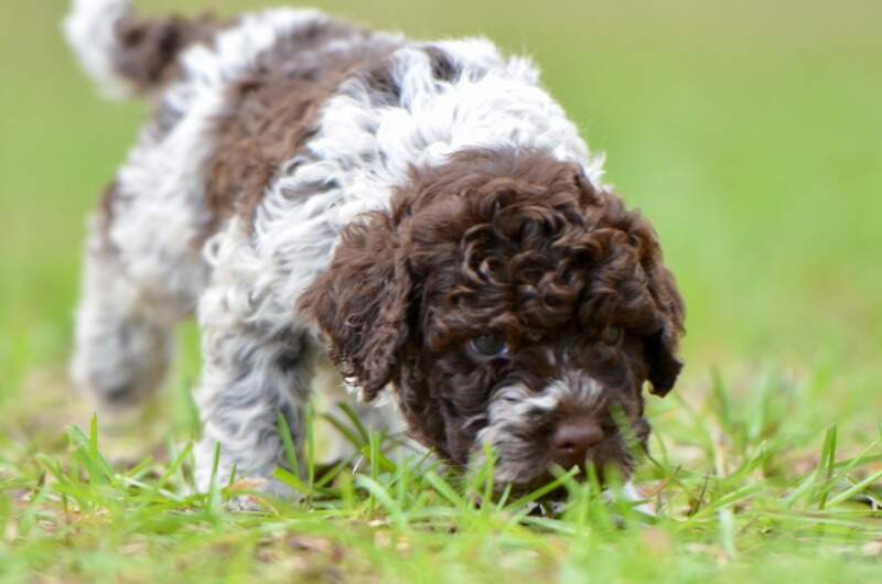 6 weeks