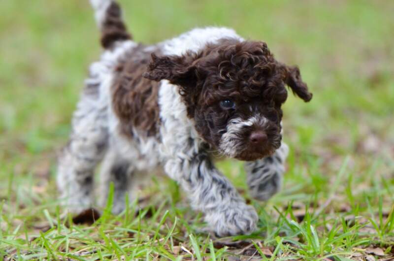 6 weeks