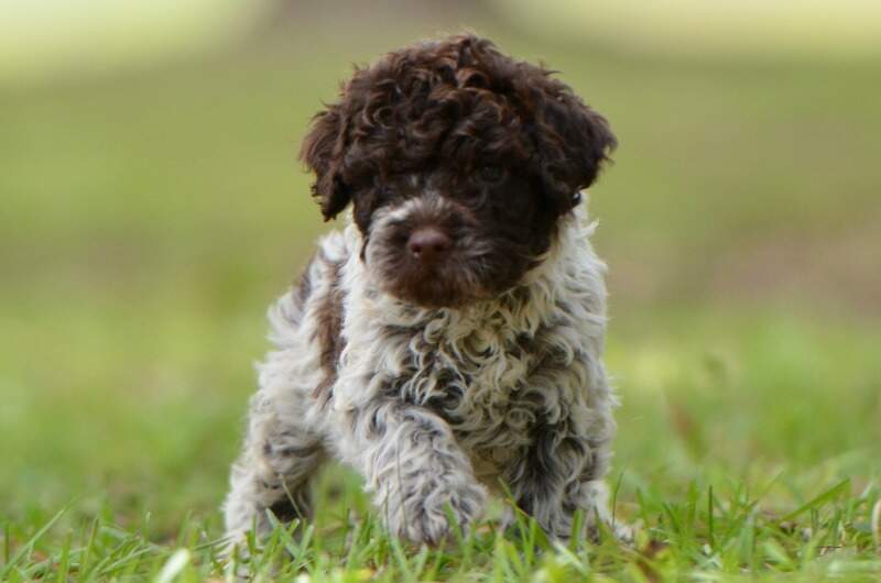6 weeks
