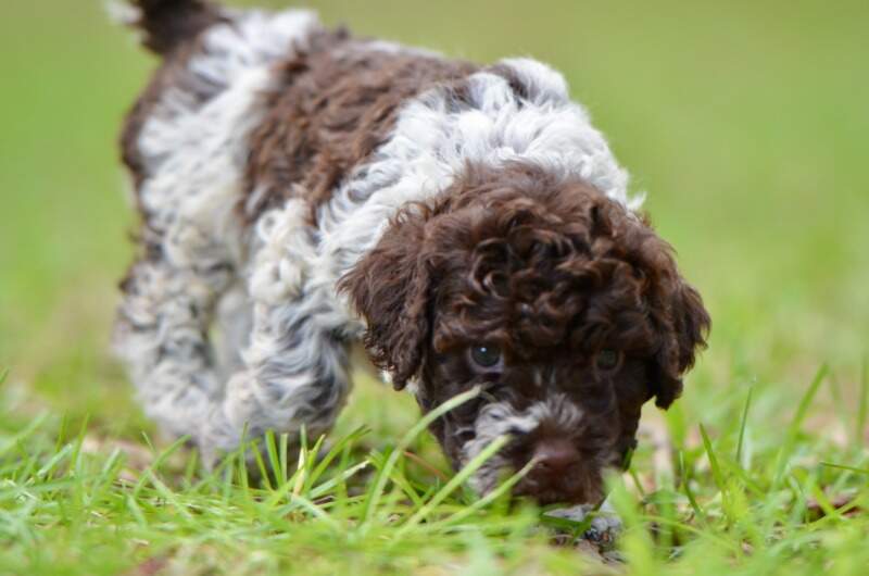 6 weeks