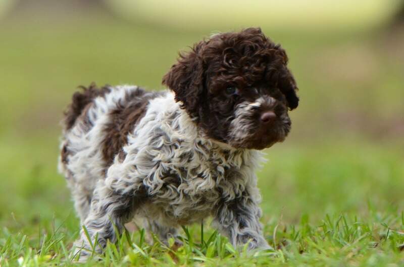 6 weeks