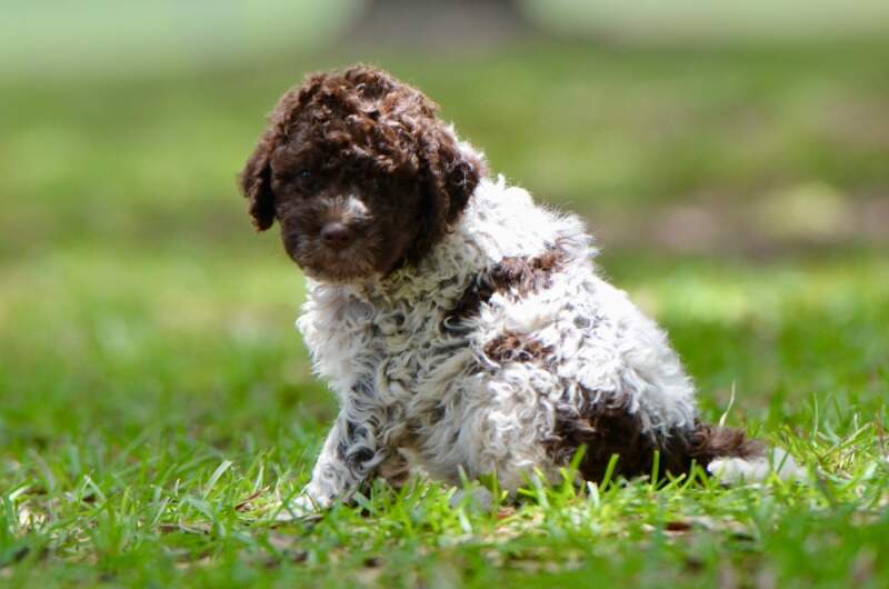 Lagotto Romagnolo puppy - Honor