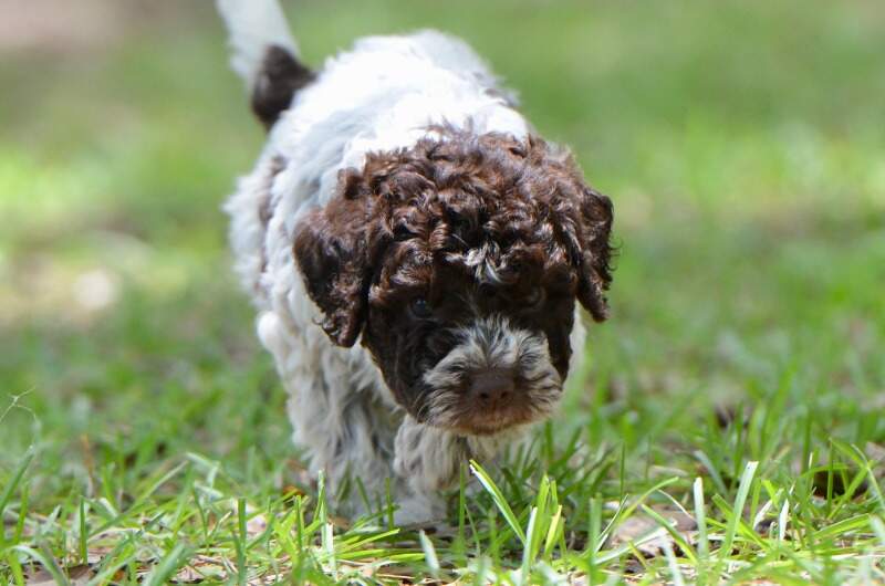 6 weeks