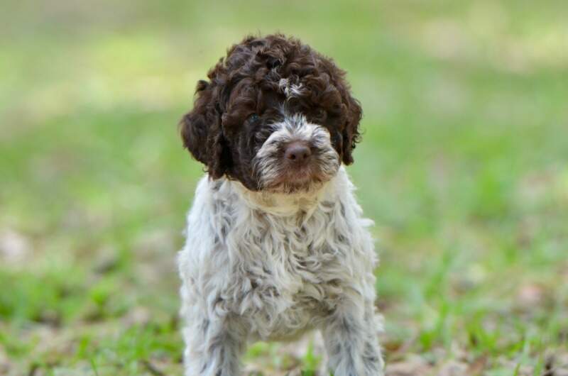 6 weeks